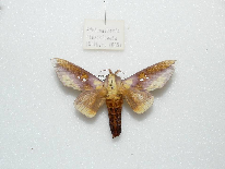 FIGURE 1e FIGURE 1e